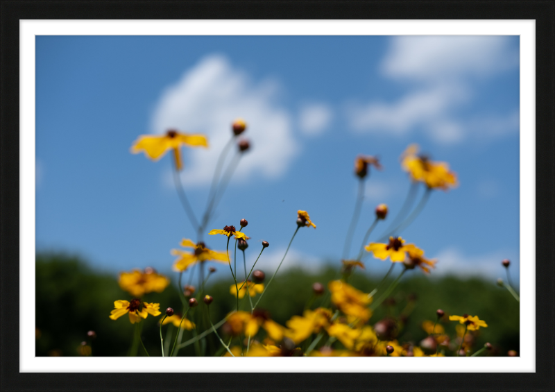 Black-eyed Susans