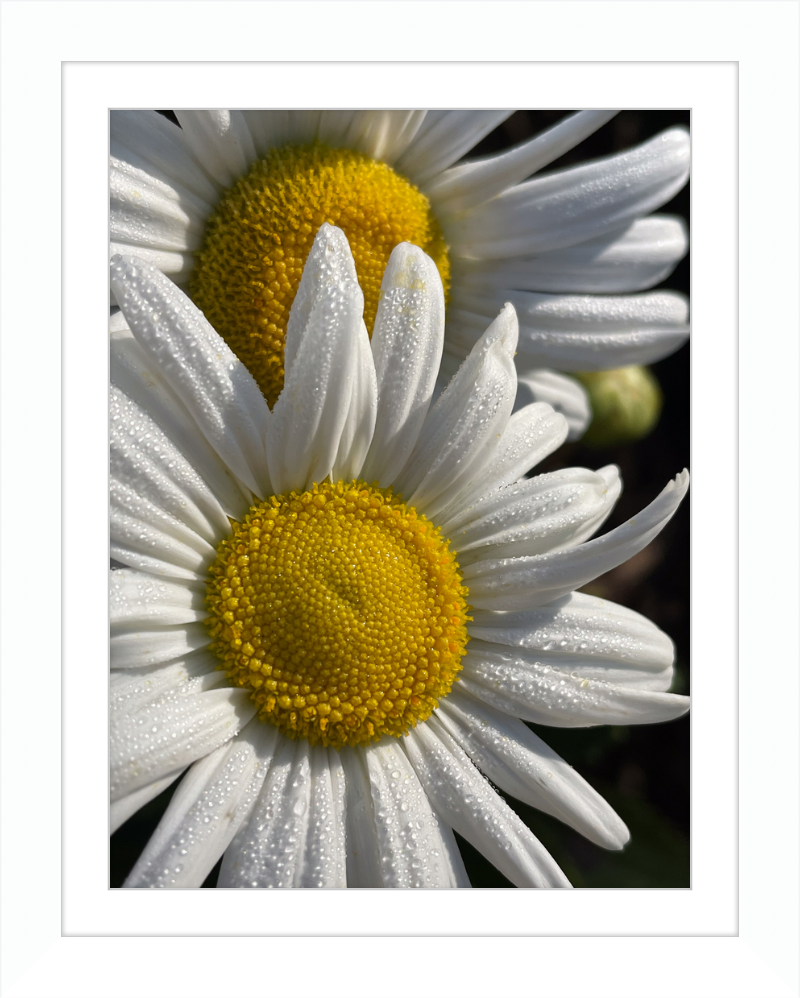 Daisies