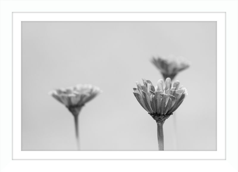 Minimalist Flowers B&W