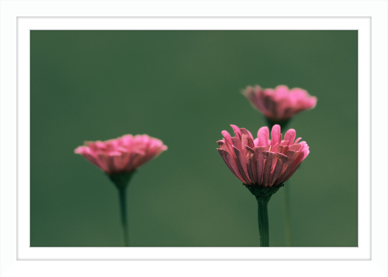 Minimalist Flowers