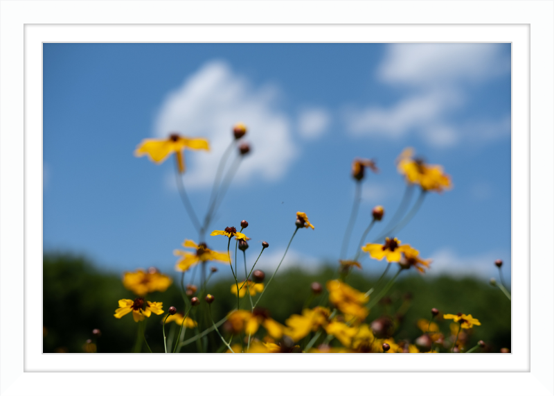 Black-eyed Susans