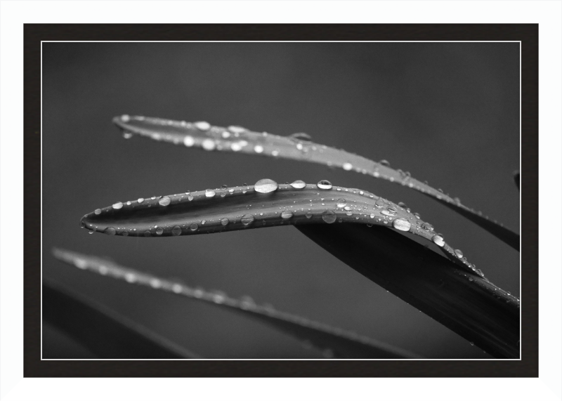 Dewdrops