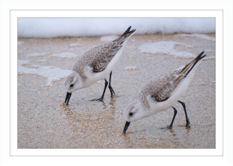 Sandpipers