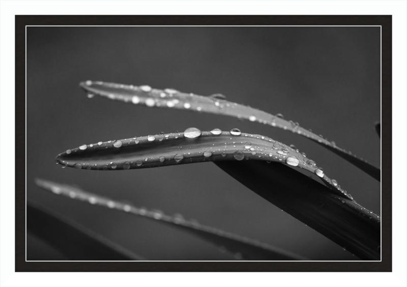 Dewdrops