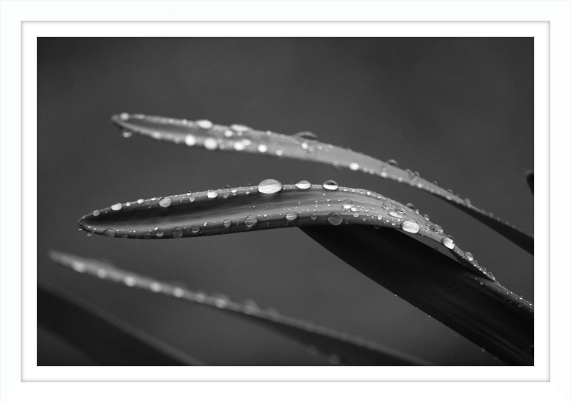 Dewdrops