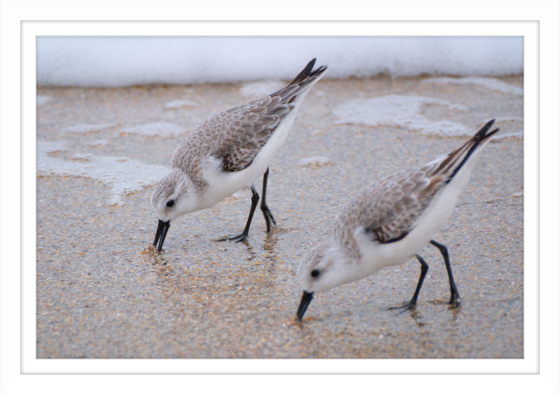 Sandpipers