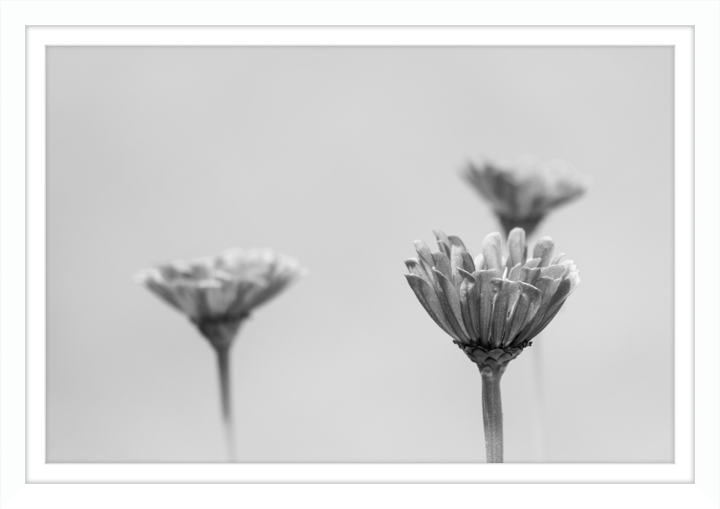 Minimalist Flowers B&W