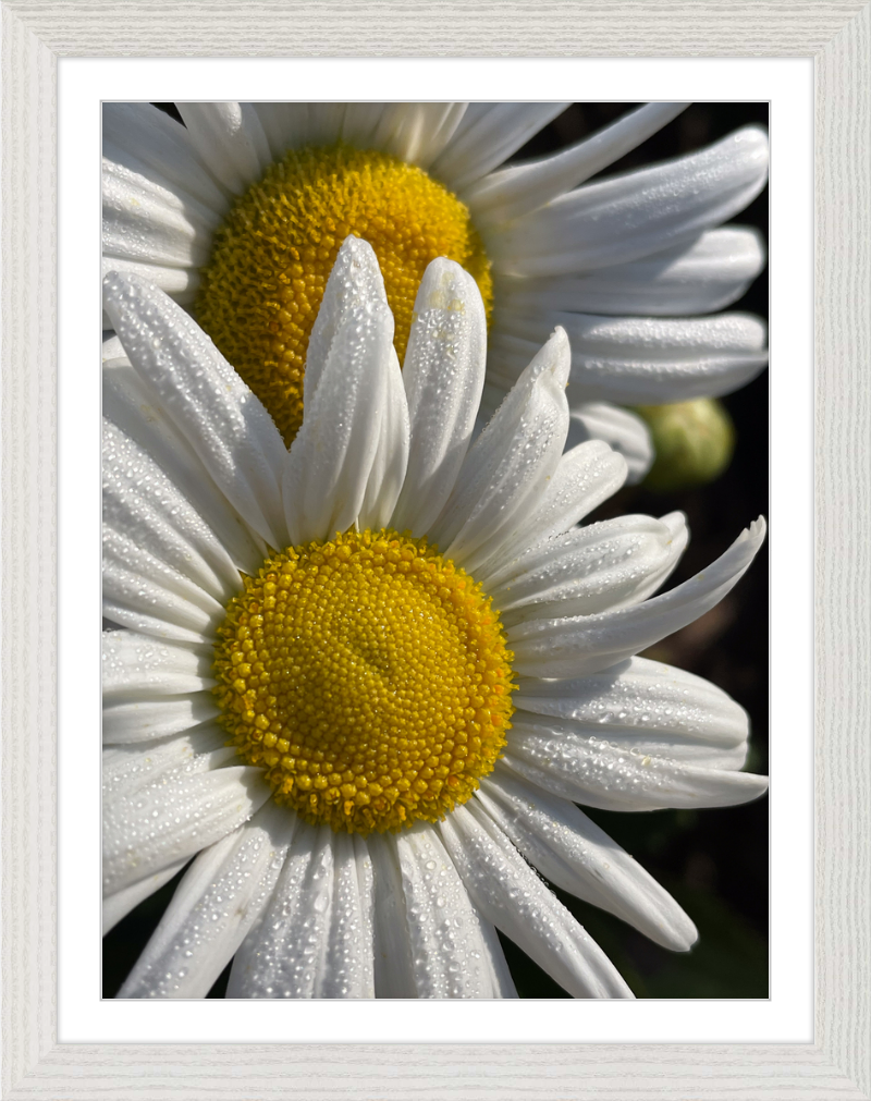 Daisies