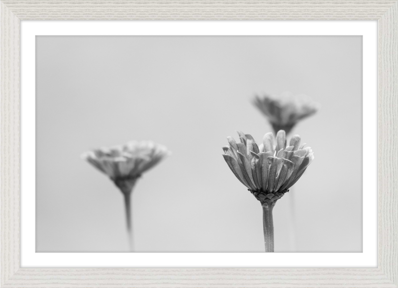 Minimalist Flowers B&W