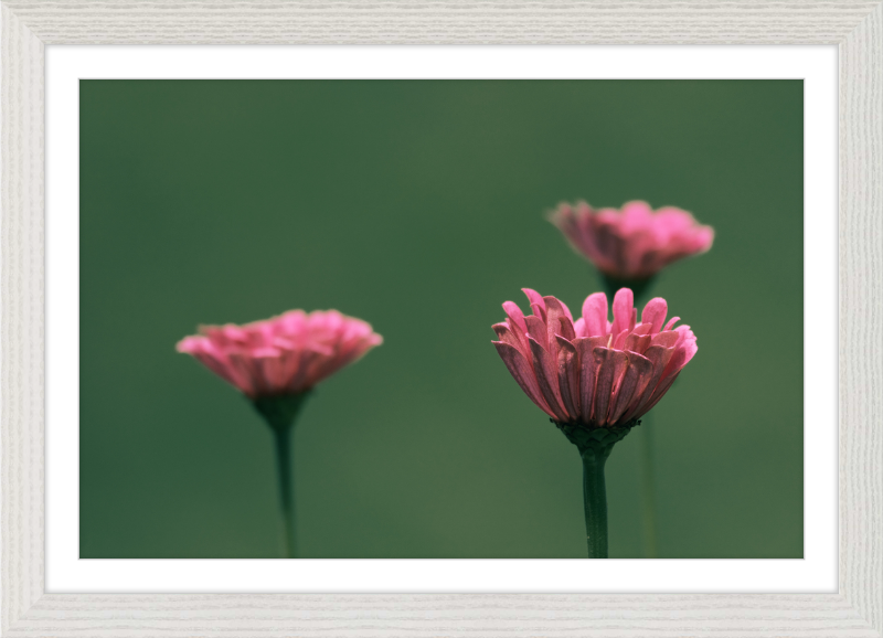 Minimalist Flowers