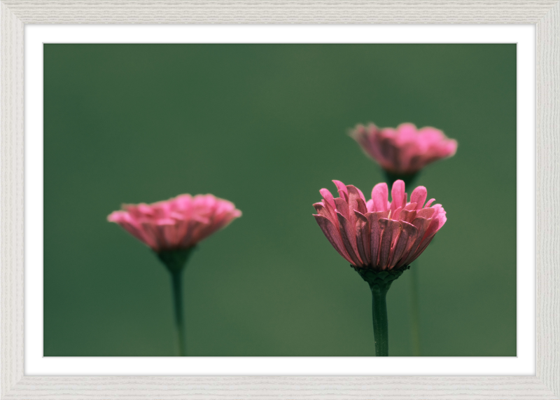 Minimalist Flowers