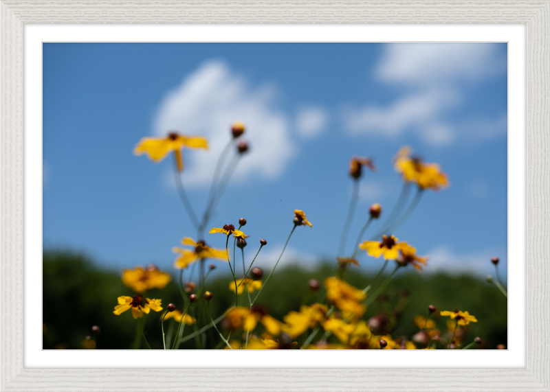 Black-eyed Susans