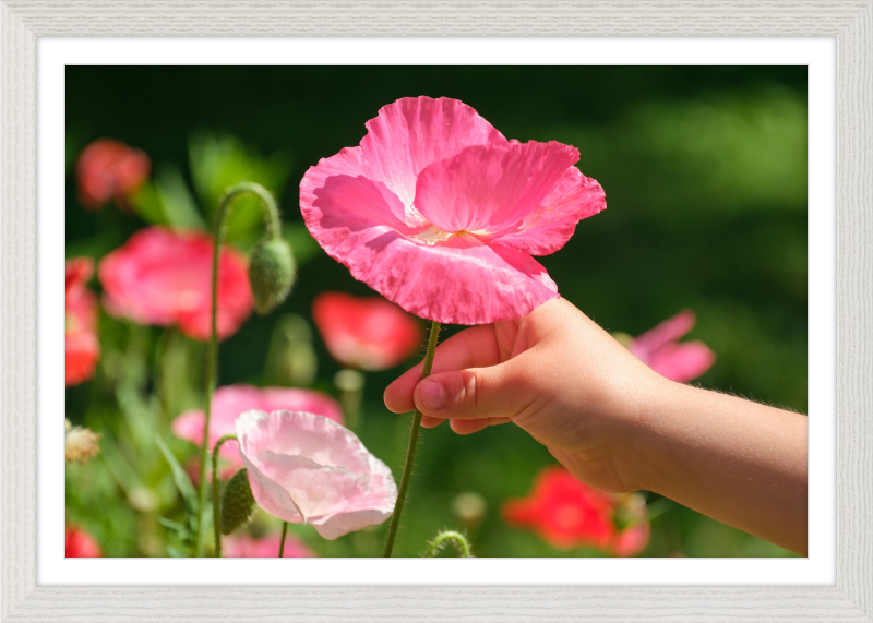 Poppies