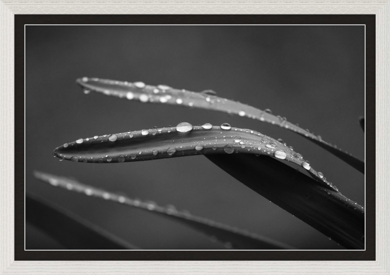 Dewdrops