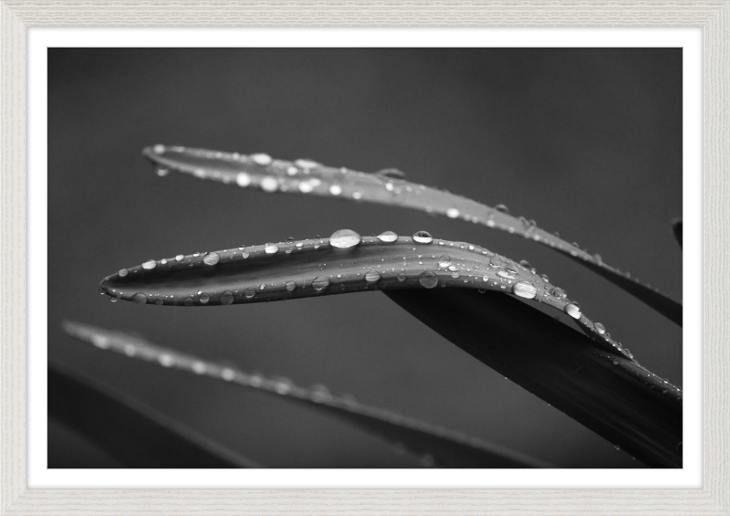 Dewdrops