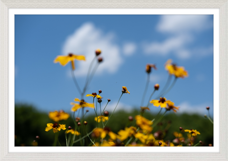 Black-eyed Susans