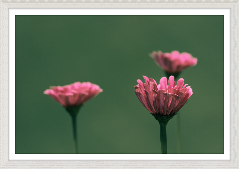 Minimalist Flowers