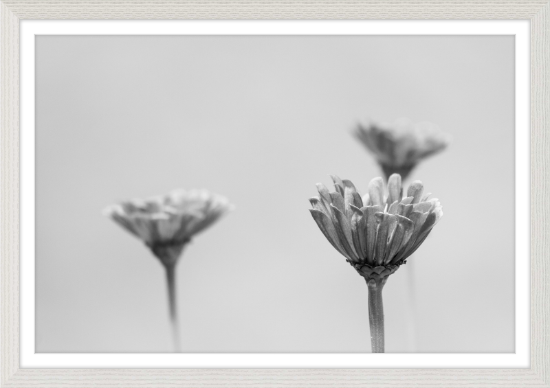 Minimalist Flowers B&W